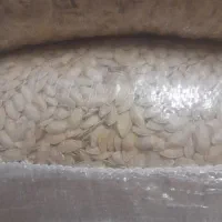 فروش کدو تخمی|عمده‌فروشی|آباده, |دیوار