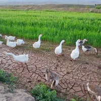 فروش تخم قوغاز وخود مولدها