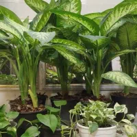 گل طبیعی دیفن یوکازامفولیاغیره