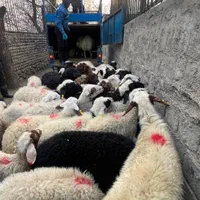 افشار دامدار نمونه عرضه گوسفند پرواری تهران|حیوانات مزرعه|تهران, سعادت‌آباد|دیوار