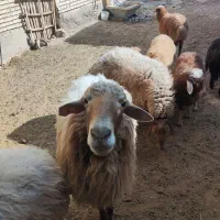 قوچ و بره قوچ همو و هترو|حیوانات مزرعه|بجنورد, |دیوار