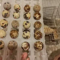 بلدرچین تخمگذار|حیوانات مزرعه|اردبیل, |دیوار