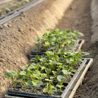 خیار کاتانا