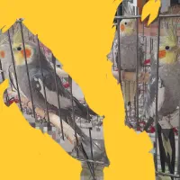 عروس هلندی سخنگو