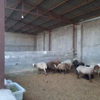 متقاضی پادو برای گرفتن برق و گاز
