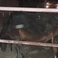 اسب مادیان|حیوانات مزرعه|ایذه, |دیوار