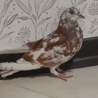کبوتر سرور