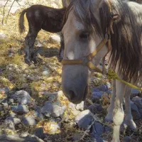 قاطر و مادیون|اسب و تجهیزات اسبسواری|یاسوج, |دیوار