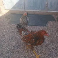 خروس