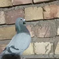 دو عددنر|پرنده|نیشابور, مازول|دیوار