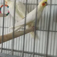 عروس هلندی و مرغ عشق هلندی