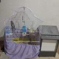 3 عدد عروس هلندی با قفس|پرنده|فردیس, شهرک وحدت|دیوار