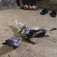 کفتر|پرنده|دورود, |دیوار