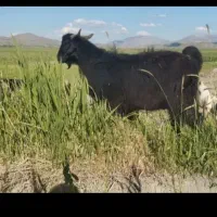 فروش چهار تا ساورین
