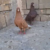 جفت دم سفید سرخ و زرد کربلایی