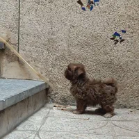 شیتزو چشم آبی بازیگوش پر انرژی خیلی باهوش|سگ|کرج, مصباح|دیوار