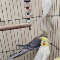 عروس هلندی|پرنده|تبریز, |دیوار