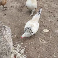مرغ و خروس جاپنیز و جوجه کوشین