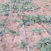 شوید و اسفناج درجه ۱ساقه کوتاه در محل کیلو ۴۵|خوردنی و آشامیدنی|شاهرود, |دیوار