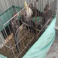 جوجه عروس هلندی