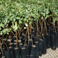 ارقام مختلف نهال پسته ۱ساله و۲ساله|گل و گیاه طبیعی|شاهینشهر, گزبرخوار|دیوار