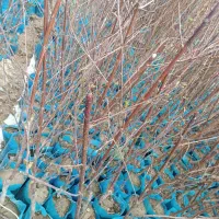 فروش نهال گیلاس و انواع نهال ها