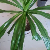 گل ذرتی بزرگ|گل و گیاه طبیعی|شیراز, گویم|دیوار