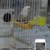 طوطی برزیلی کتوله