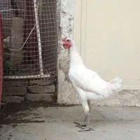 لاری یک سر افغان