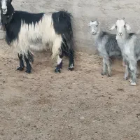 بزدوقولو زا|حیوانات مزرعه|ساوه, |دیوار