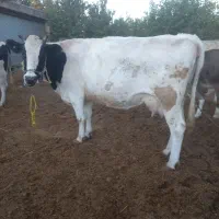 یک راس گوساله نر با یک راس گاو|حیوانات مزرعه|زنده رود, |دیوار