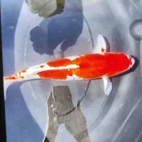 فروش کوژ نژاد کوهاکو و سانکه