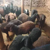 فروش 47 راس بره جفتی 115 کیلو به فروش میرسد|حیوانات مزرعه|تکاب, |دیوار