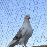 کفتر پرشی