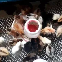 جوجه مرغ خانگی گلپایگان محلی