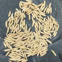 شالی بذر دمسیا