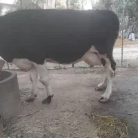 گاو شیری مونت