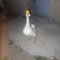 غوغاز
