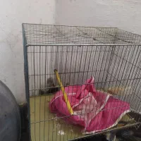 قفسه پرنده