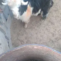 بیگ|حیوانات مزرعه|ایذه, |دیوار