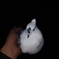 کبوتر پرشی ماده گردن لرزان