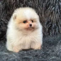 پامرانین خرسی و عروسکی اصیل|سگ|گرگان, |دیوار