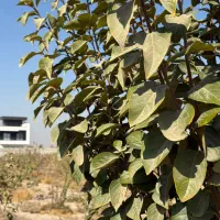 باغ و باغچه ۳۰۰ متری درختان میوه اب برق گاز