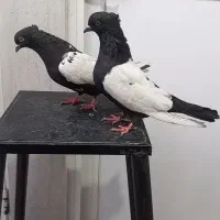 کبوتر یه جفت سرته یکه مادکی پرشی همه چی تموم