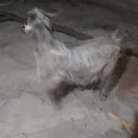 گوشت . بیگ . نر