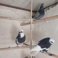 کبوتر کفتر ابلغ