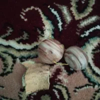 مهره برد|کلکسیون اشیاء عتیقه|دهدشت, |دیوار