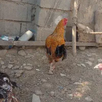 خروس|پرنده|هیرمند, |دیوار