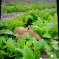 به چند نفر نیرو جهت کار کشاورزی نیازمندم