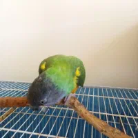 پرنده سنگال